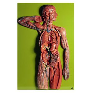 医学模型 リンパ系模型 ソムソ社