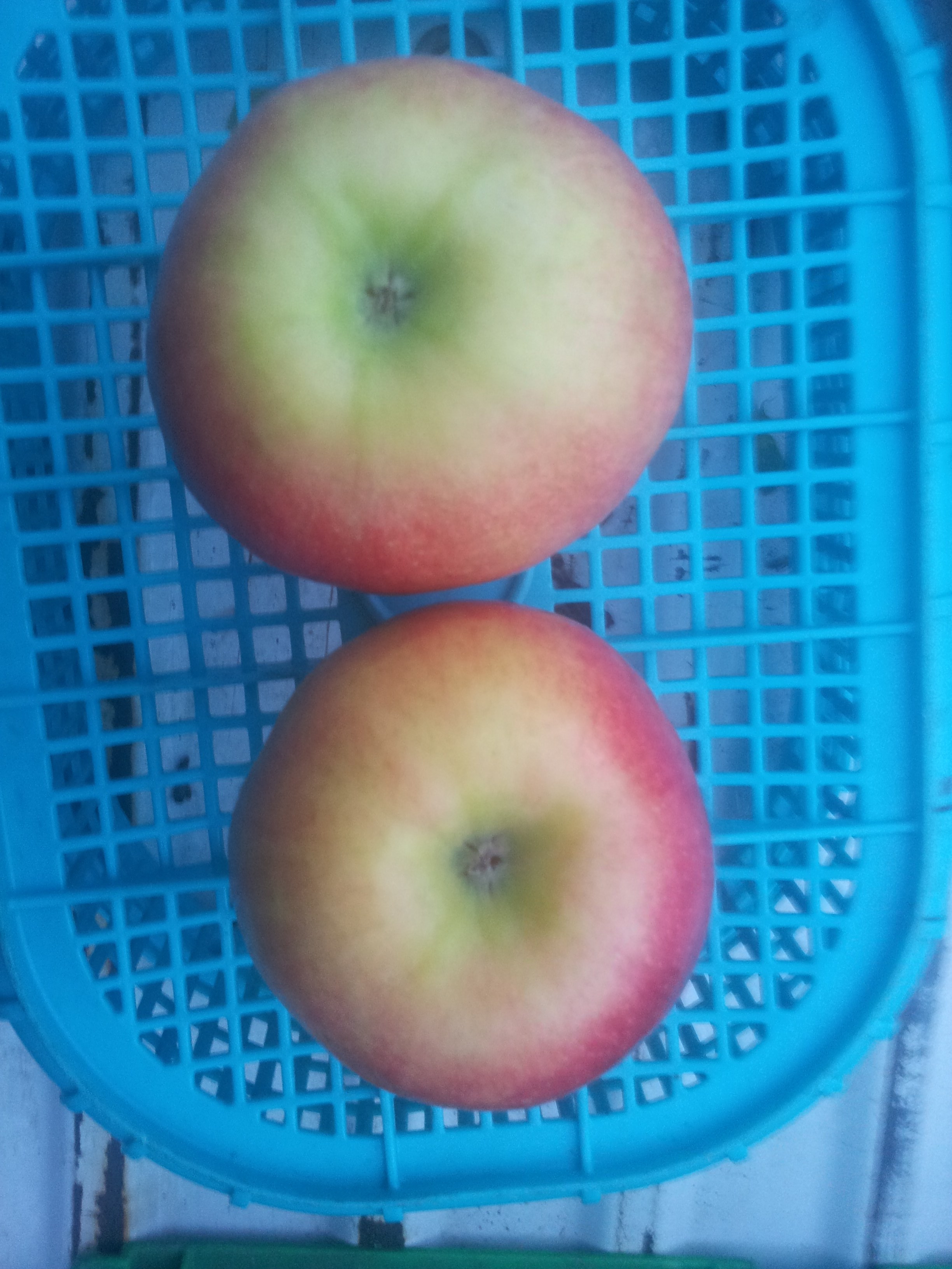 りんごの完熟度を見分ける方法 | 雪会いりんごの吉ざえもん農園青森津軽