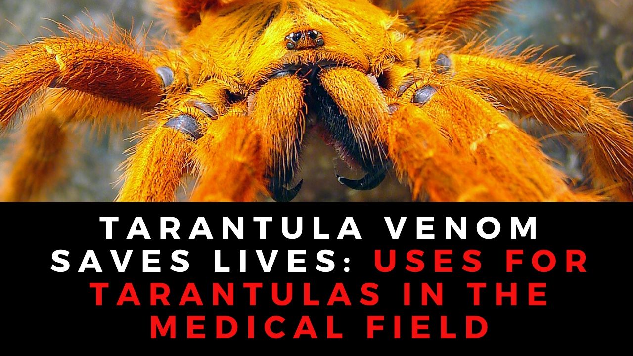 Tank-Update-5.jpg?fit=1280,720