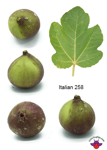 Italian 258 – TinkerBugFigs