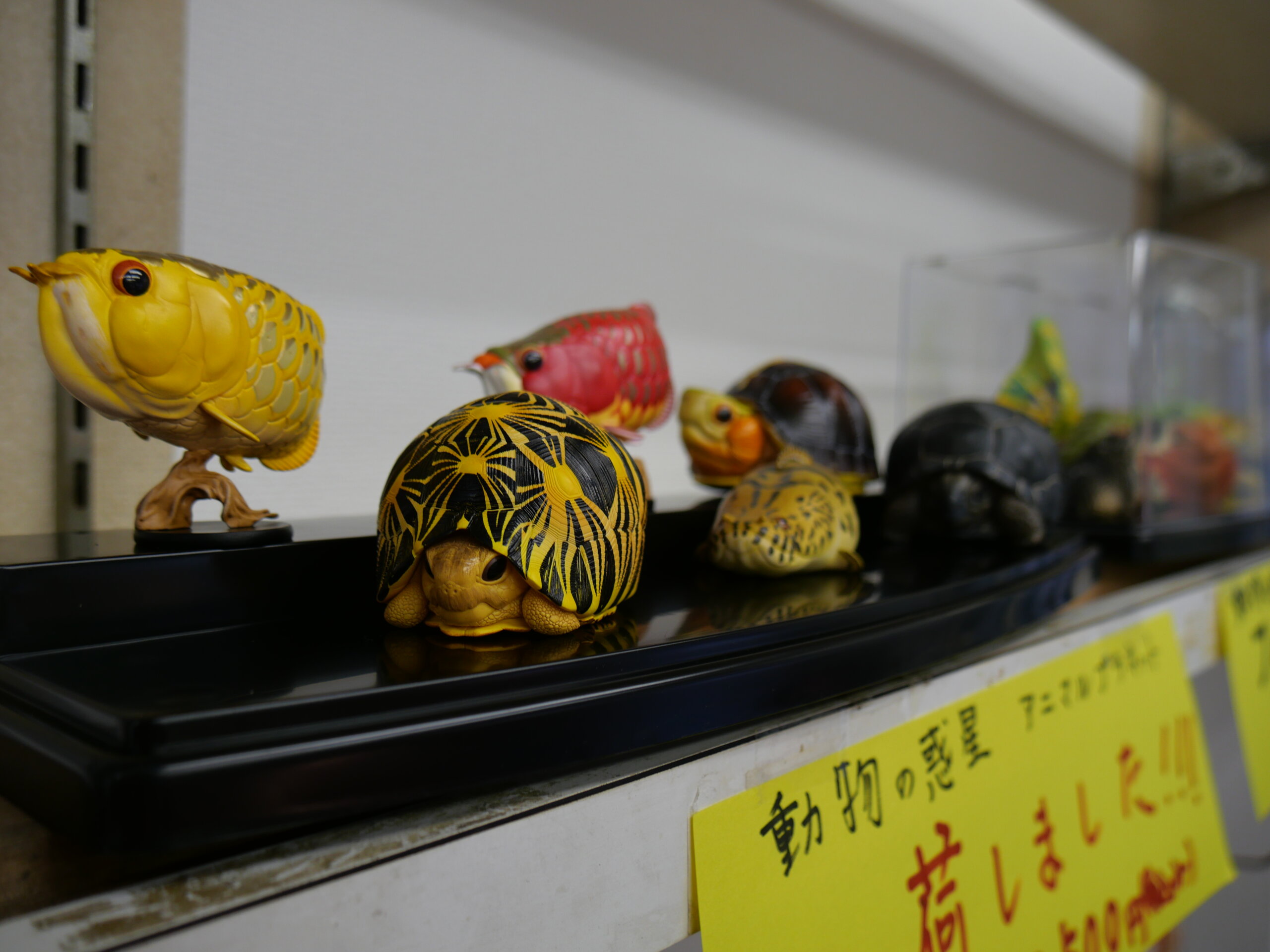 アニマルプラネット動物フィギュア | オーナーズフィッシュ