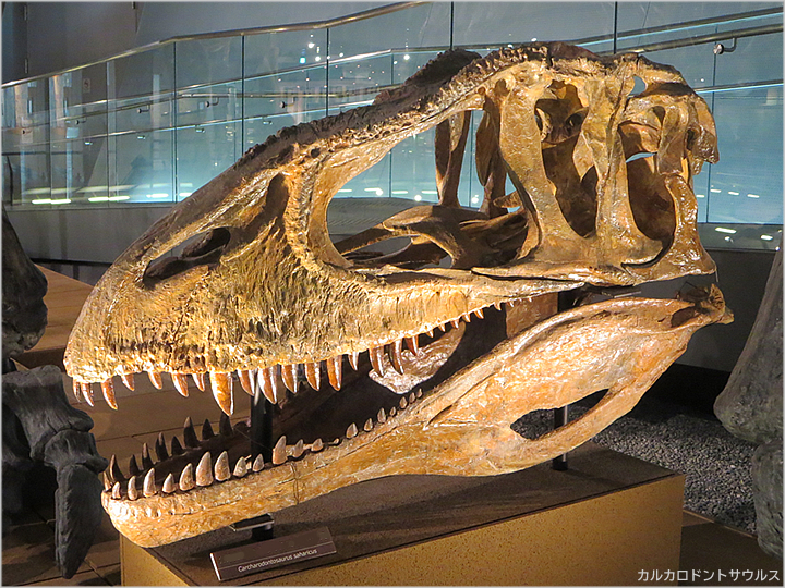 カルカロドントサウルス/Carcharodontosaurus
