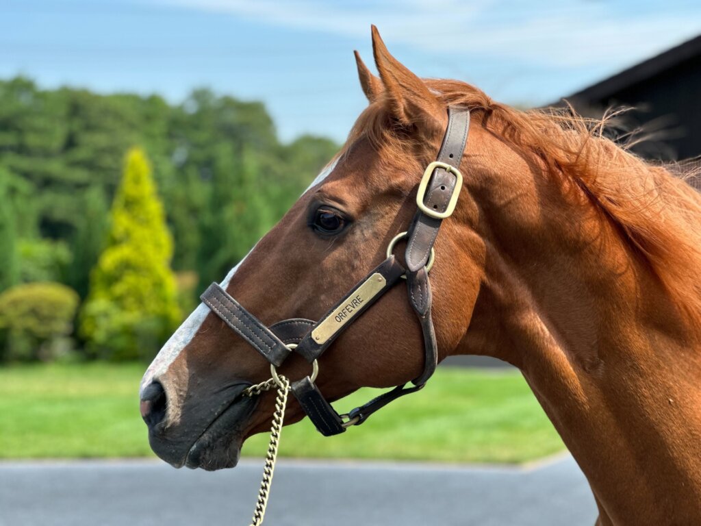 イクイノックスは…」社台SSの担当者が語る種牡馬の“性格”