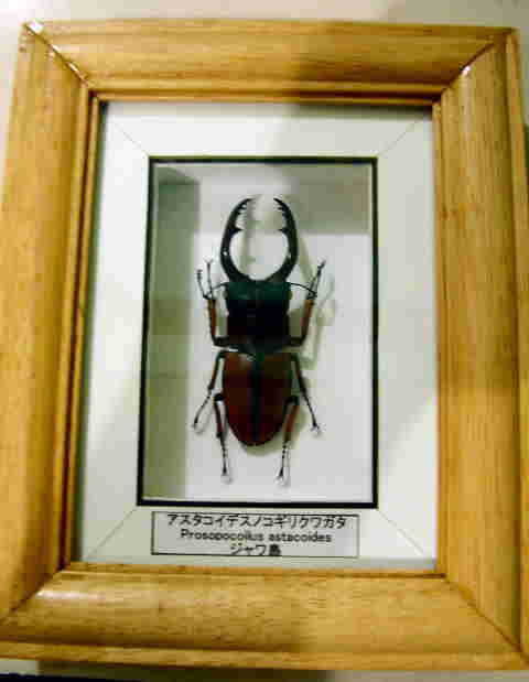 gakuirihyouhonntiisaisaizu