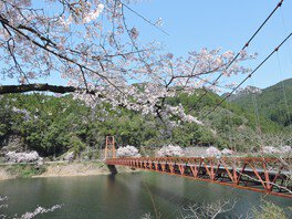 水彩画 ジクレー版画「日向神ダムの桜」（八女市） 水彩画 ジクレー