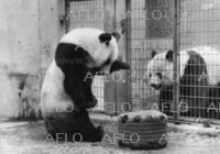 上野動物園・パンダ】カンカン TV・出版・報道向け写真ならアフロ