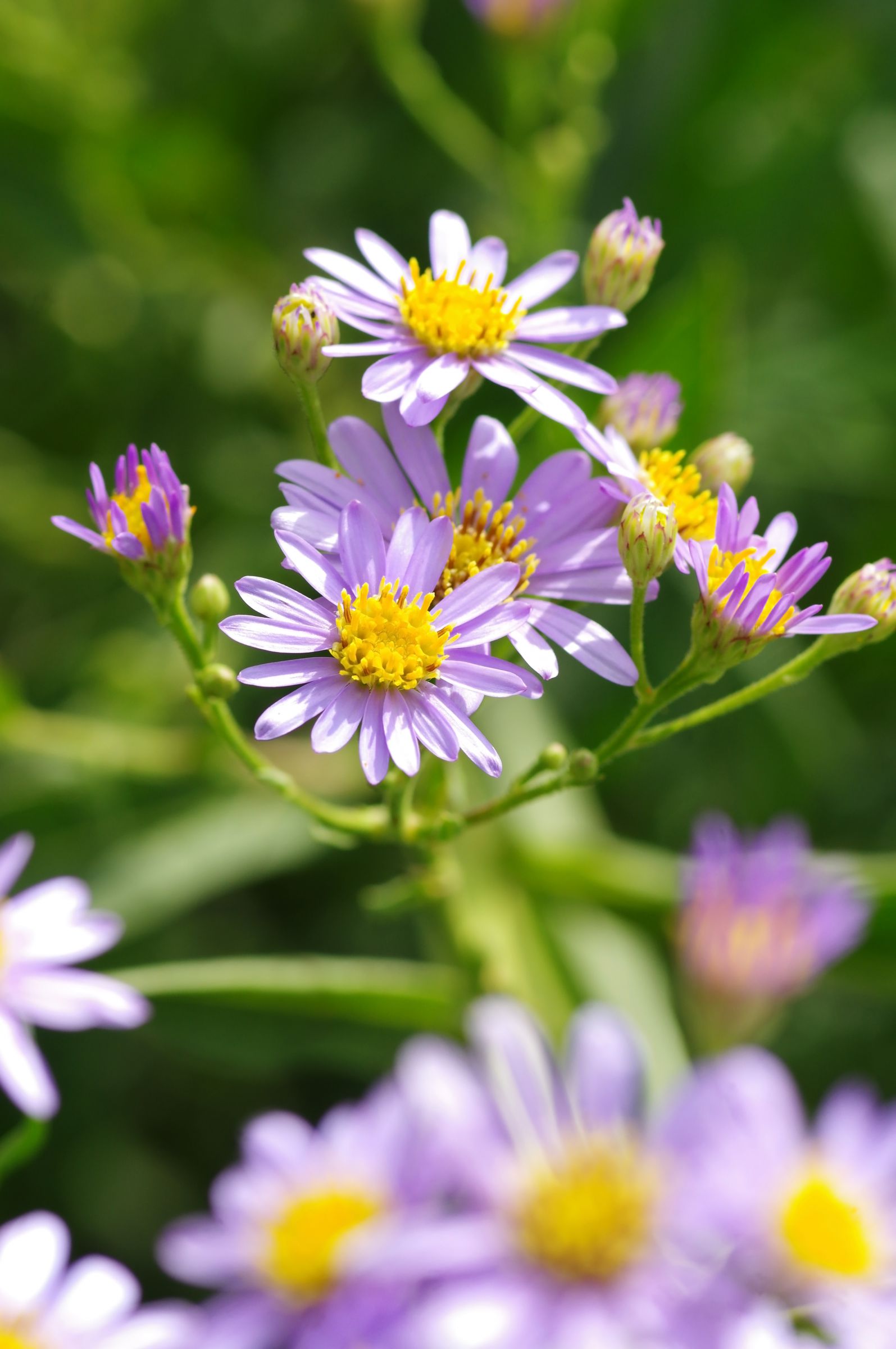 シオン（紫苑） | GANREF