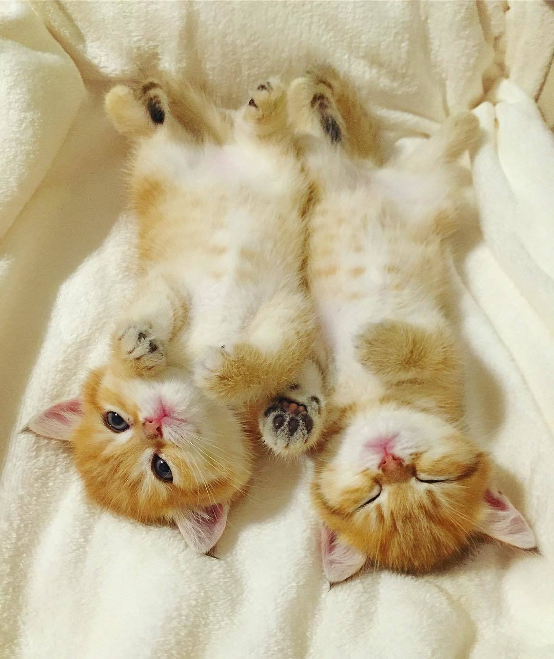 まるで天使♡】どんな時も離れない、なかよし双子の子猫ちゃんの可愛さ