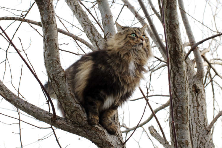 ノルウェージャンフォレストキャットってどんな猫？ 歴史やカラダの