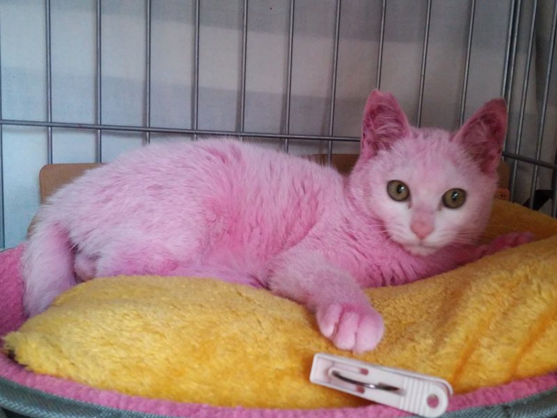 ピンク色のぴんくちゃん」東京都 - 猫の里親募集(66347) 5枚目の画像