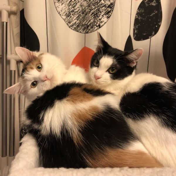 ふわふわ半長毛の三毛猫さんです」東京都 - 猫の里親募集(240509) 5枚