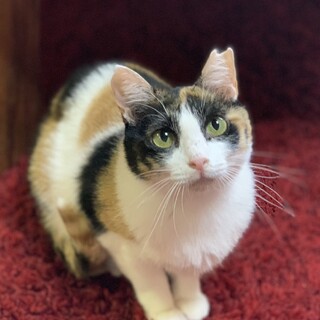 おっとり美人三毛猫、ぶち」大阪府 - 猫の里親募集(340021) 1枚目の