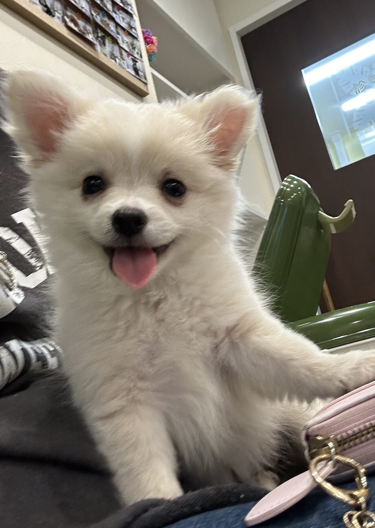 チワポメのしらたまちゃん」埼玉県 - 犬の里親募集(505039) :: ペット