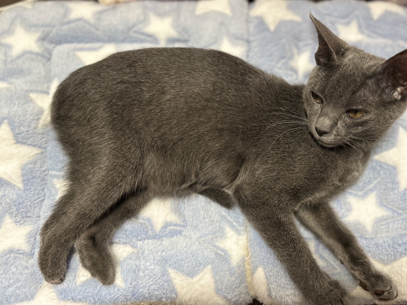 ねこ自慢出演‼︎サンシャ」東京都 - 猫の里親募集(527449) 3枚目の