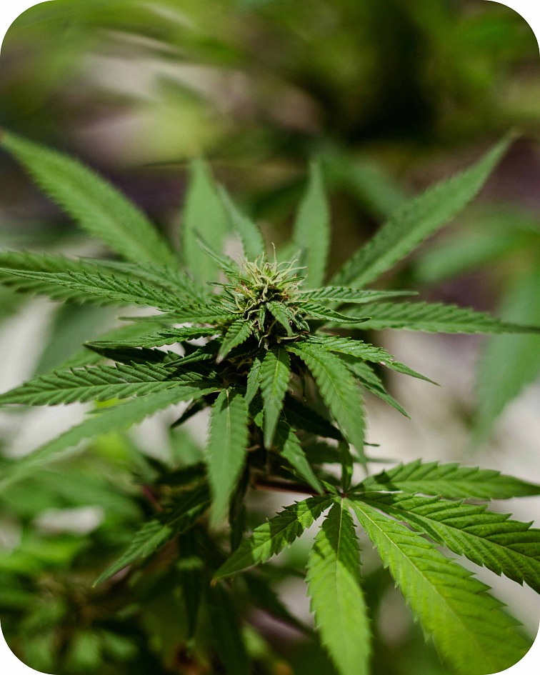 Disposable CBG disPOD Zkittlez 1ml | czech-cbd.cz