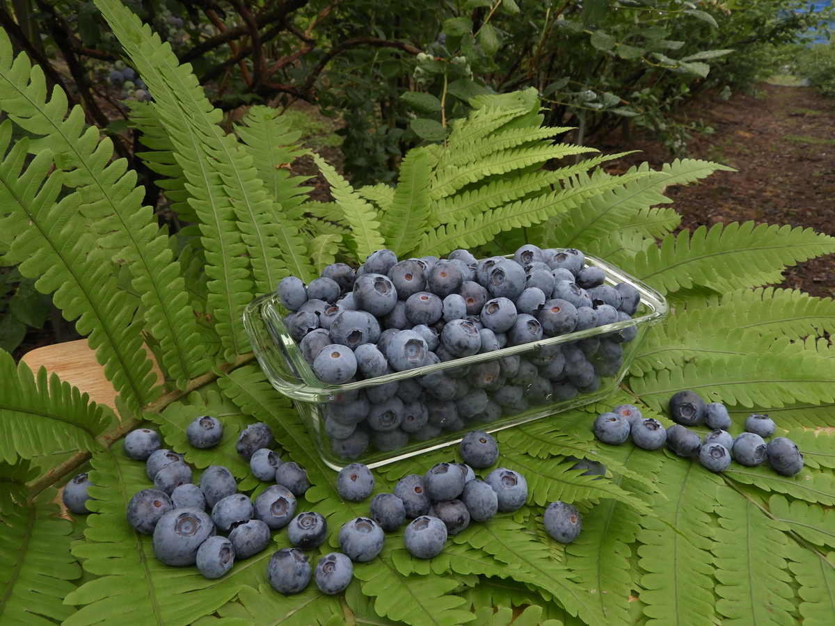 ブルーベリー1kg入 | 本間農園