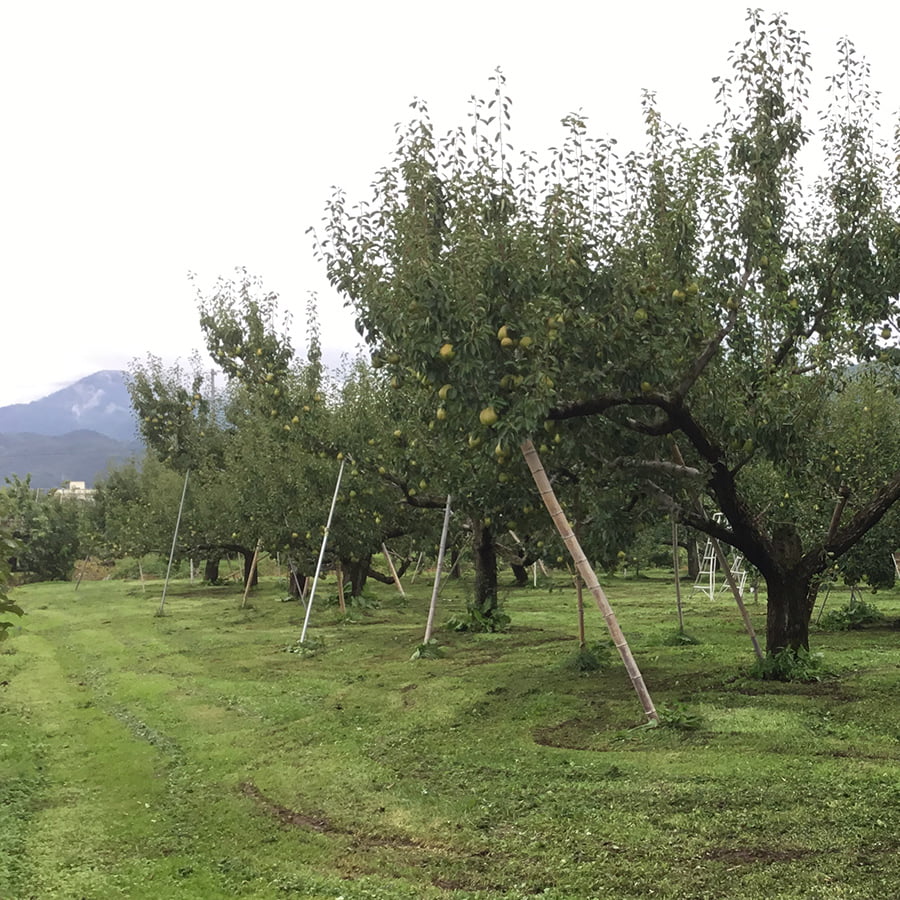 ラ・フランス」5kg 3Lサイズ（16玉入） | 神町観光果樹園