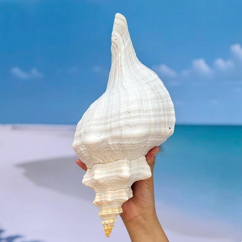 楽天市場】ホラガイ 吹ける 超大型 約22cmから40cm 天然 法螺貝 貝殻