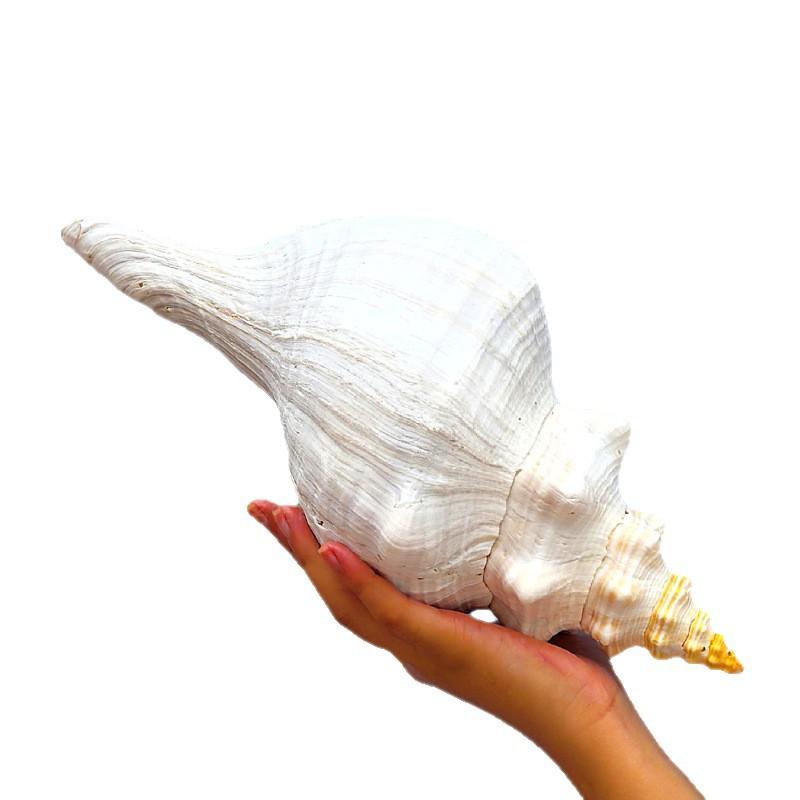 楽天市場】ホラガイ 吹ける 超大型 約22cmから40cm 天然 法螺貝 貝殻