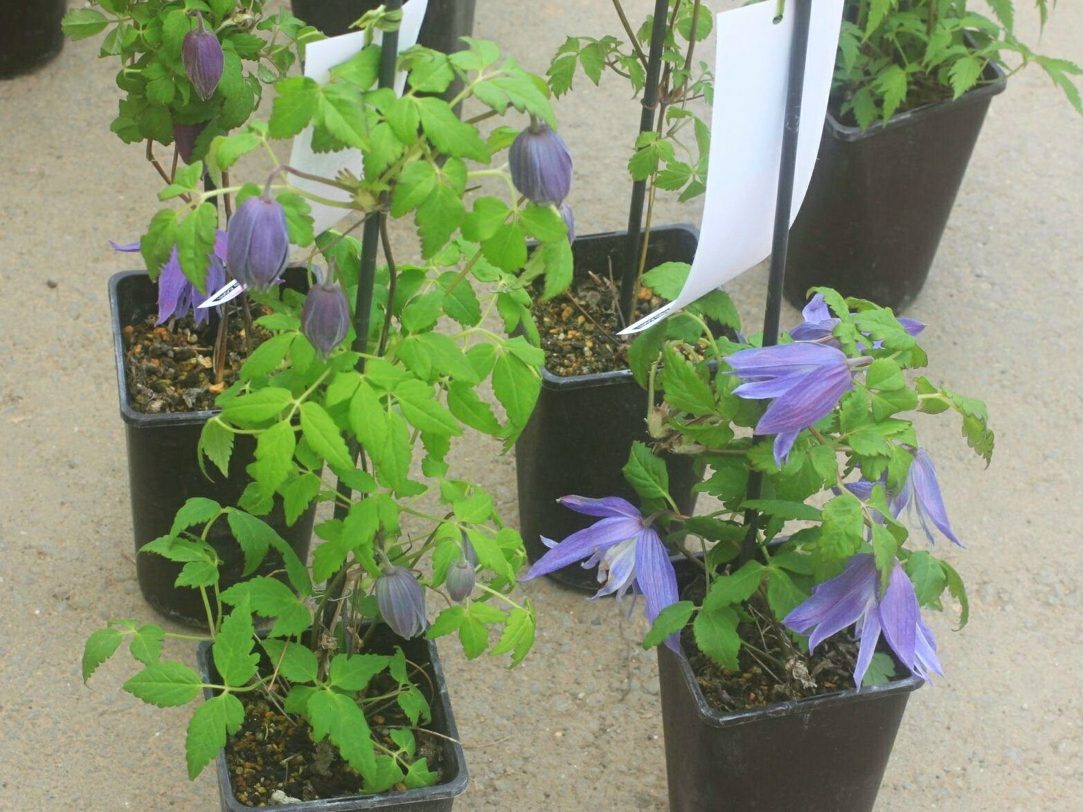 楽天市場】クレマチス マクロペタラ 'ウェッセルトン' 2年苗 : お