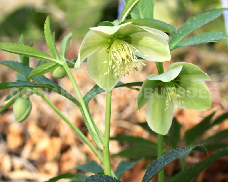 楽天市場】クリスマスローズ リグリクス : おぎはら植物園