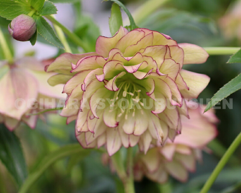 楽天市場】クリスマスローズ 多弁ダブル アプリコット ピコティ系 大苗