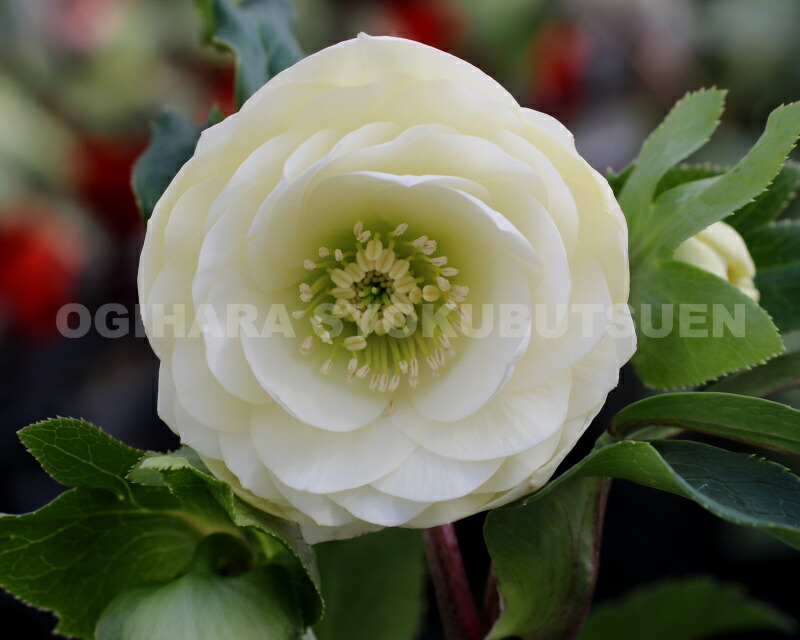 楽天市場】クリスマスローズ 多弁ダブル ホワイト系 大苗 : おぎはら植物園