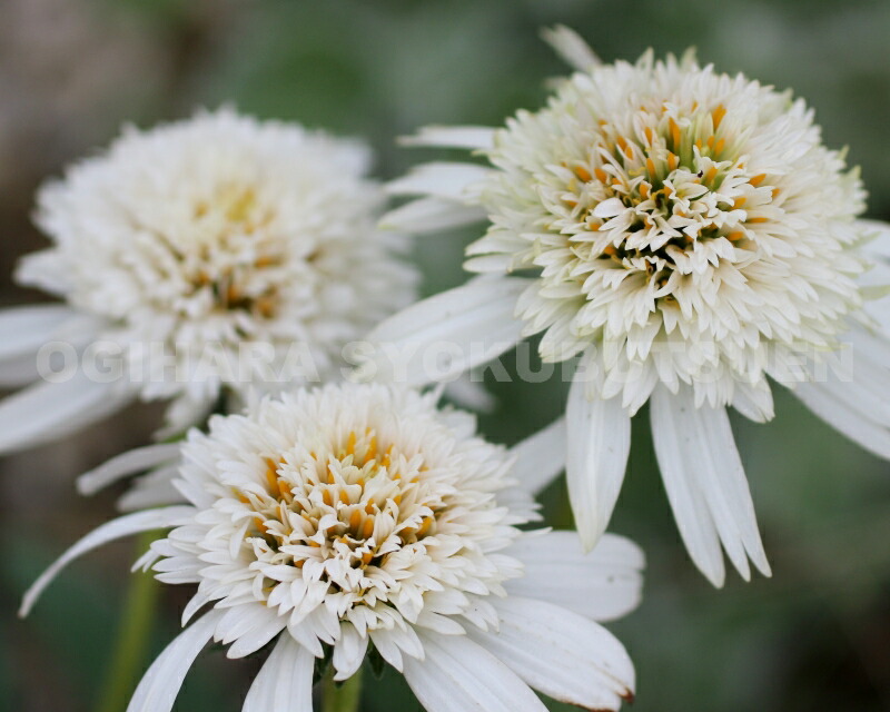 楽天市場】エキナセア 'ホワイト ダブル デライト' : おぎはら植物園