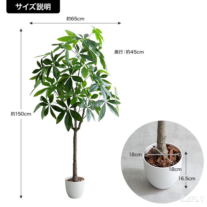 楽天市場】【SS限定｜最大8,000円OFFクーポン】【高さ150cm パキラ