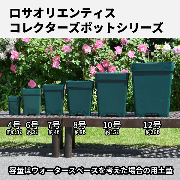 10角×5鉢セット】プレミアローズセレクション【10号角深鉢5鉢セット