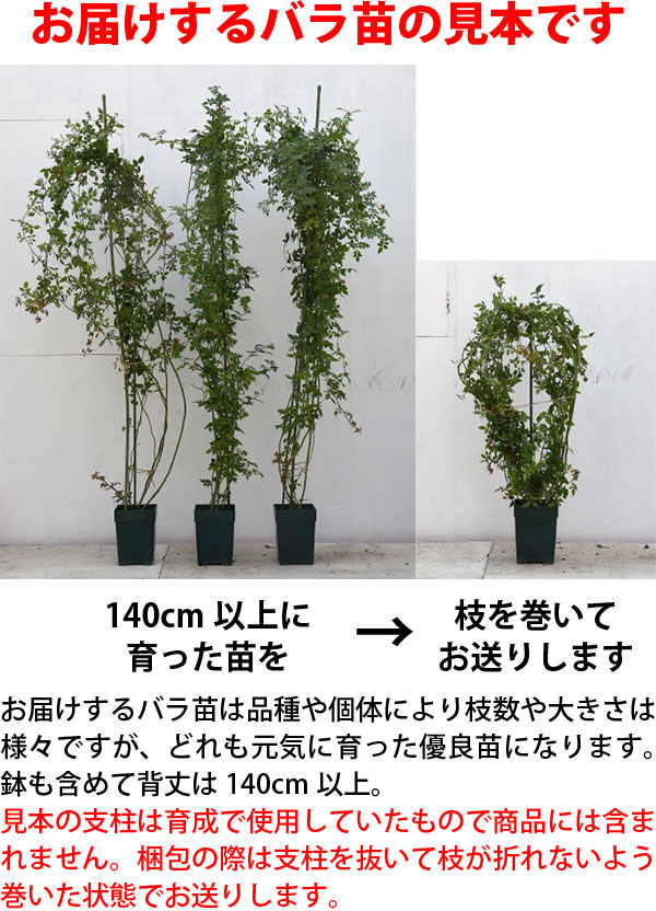 長尺苗】【大苗】バラ苗 アルベリックバルビエ 国産苗 6号鉢植え品《J