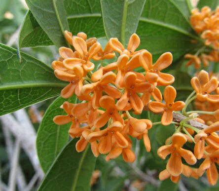 楽天市場】【訳あり/現品発送】キンモクセイ（金木犀） 苗木 R335 樹高