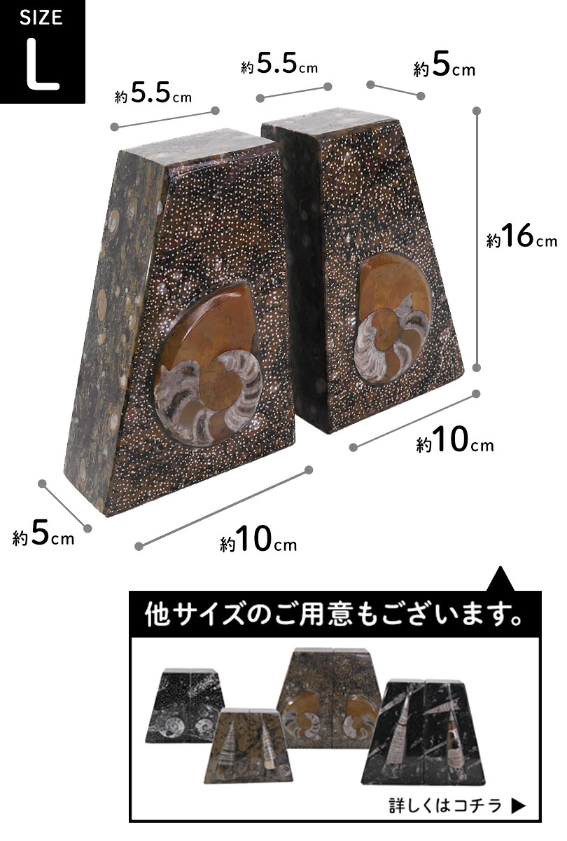楽天市場】Lサイズ アンモナイト【化石ブックエンド】大理石 ブック