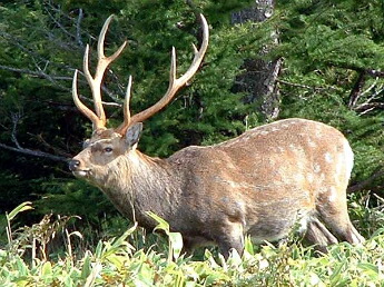 楽天市場】 鹿の袋角とは : 鹿の角本舗 楽天市場店