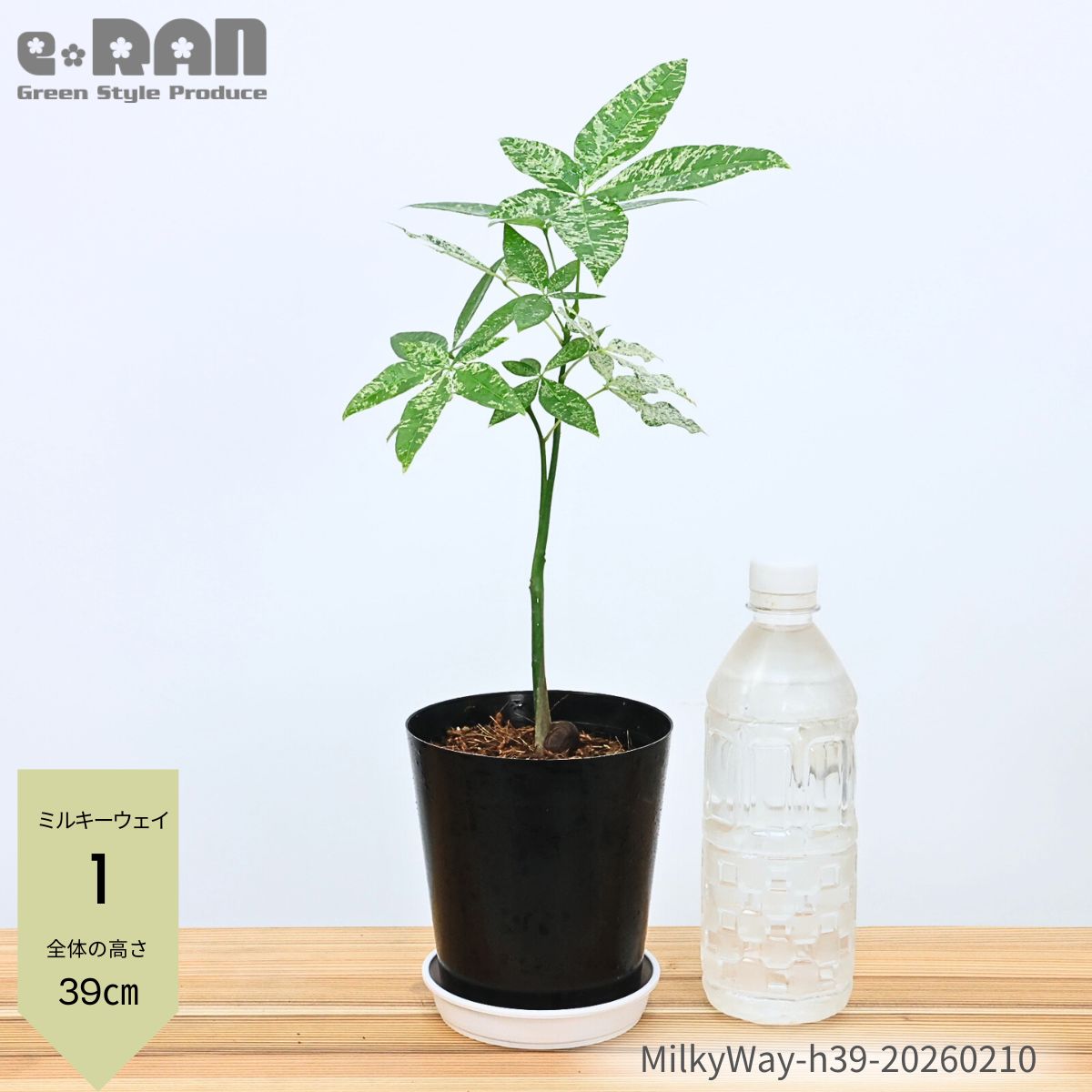 楽天市場】＼ポイント5倍／【選べる現品発送】国内実生株 パキラ