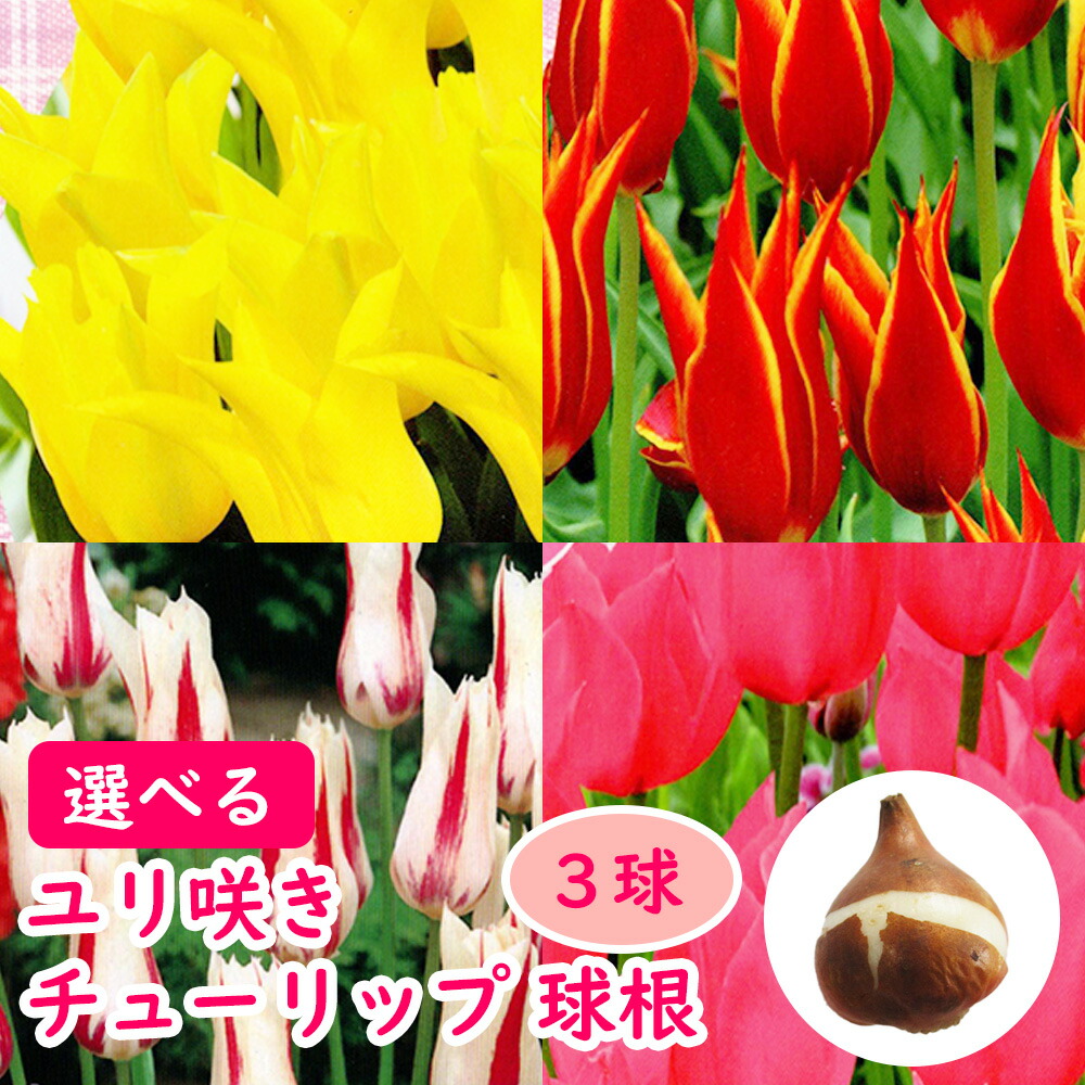 楽天市場】選べる「 ユリ咲き チューリップ 球根 」 百合咲き