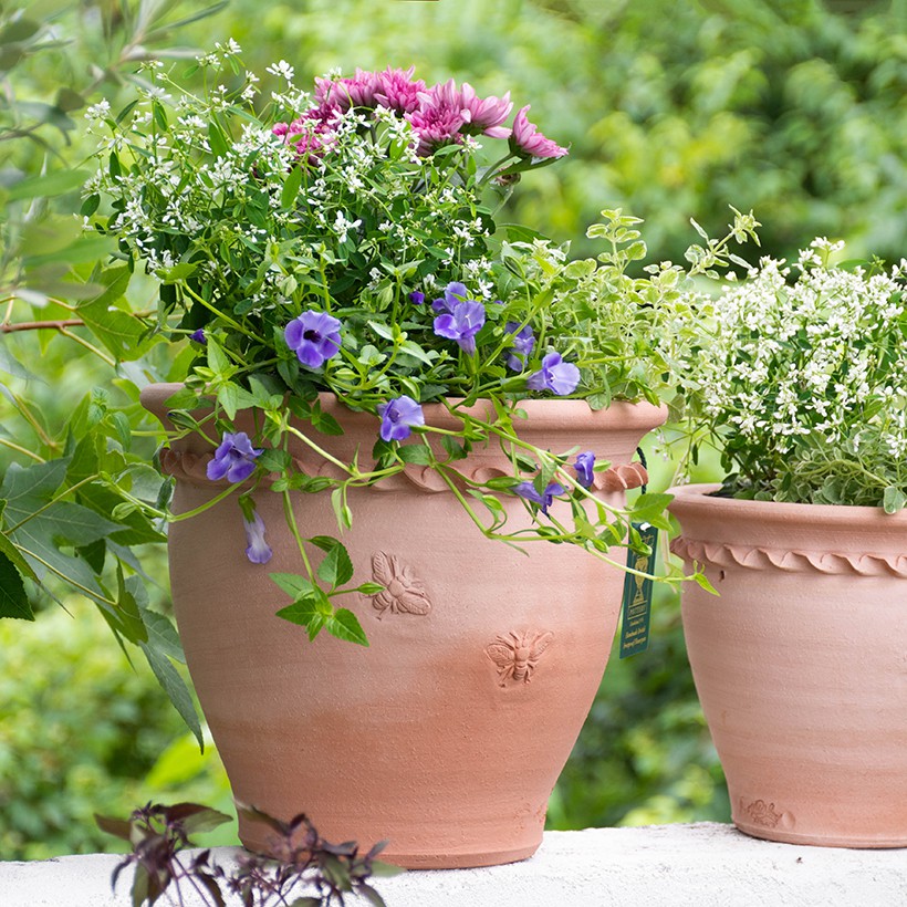 楽天市場】Whichford ウィッチフォード 植木鉢 Bee(蜂・ハチ）ラウンド