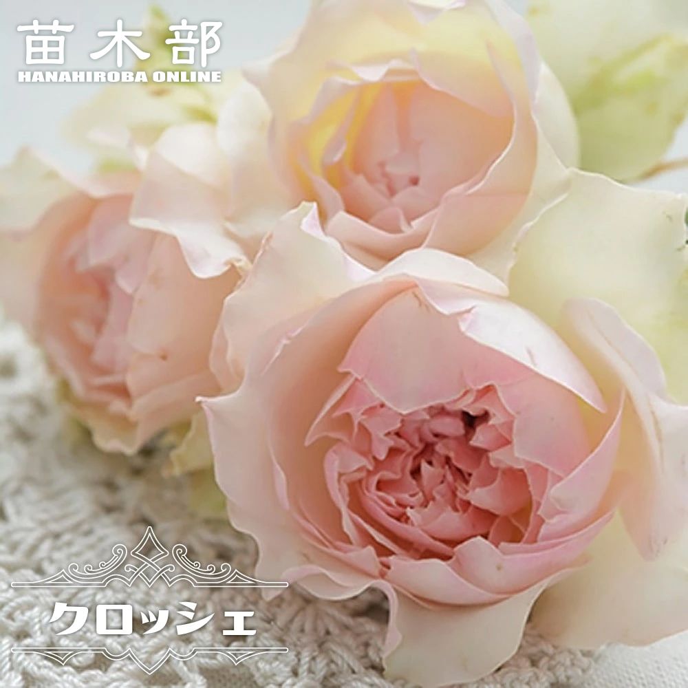 楽天市場】四季咲きバラ苗 【クレムドゥメイアン】 2年生大苗 6号