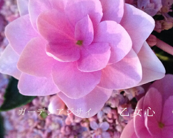 楽天市場】紫陽花 ガーデンアジサイ 【乙女心】 5号ポット苗 : 苗木部