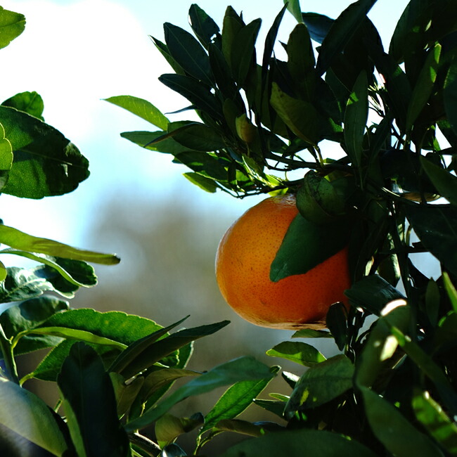 楽天市場】みかん 苗木 【麗紅】 オレンジ 1年生接木苗 登録品種・品種