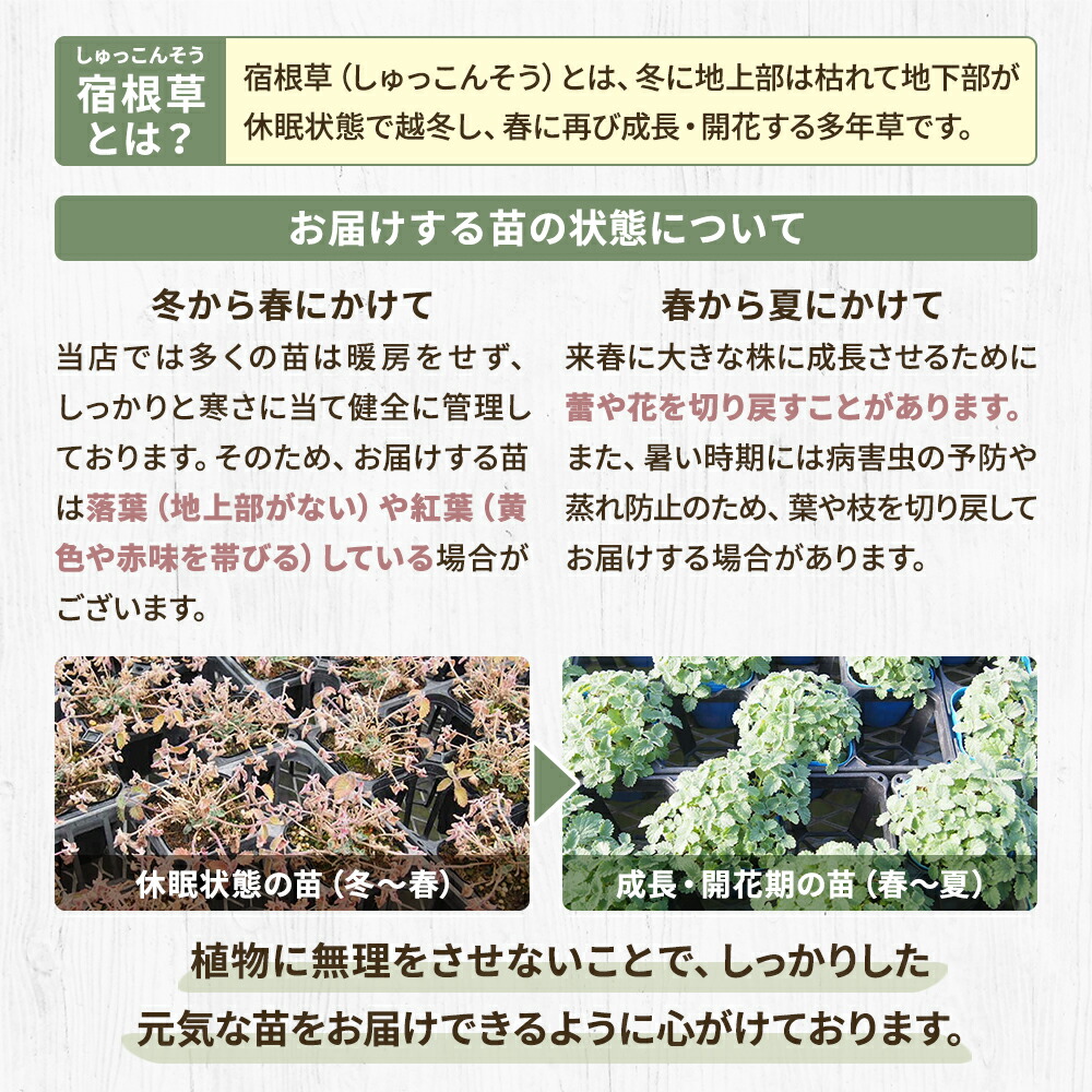 楽天市場】【多年草】クラリーセージ バチカンホワイト (サルビア