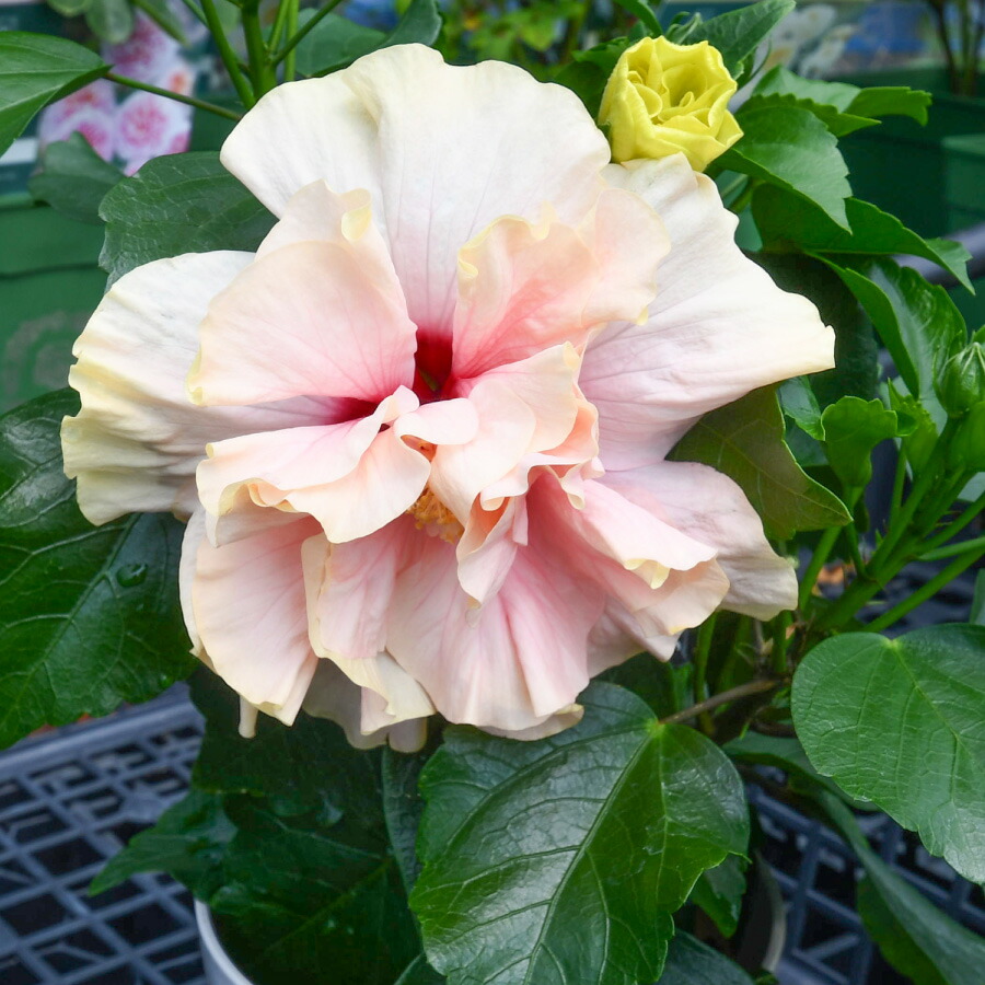 楽天市場】【超特価セール！】 ハイビスカス ハイビスキュース NEW