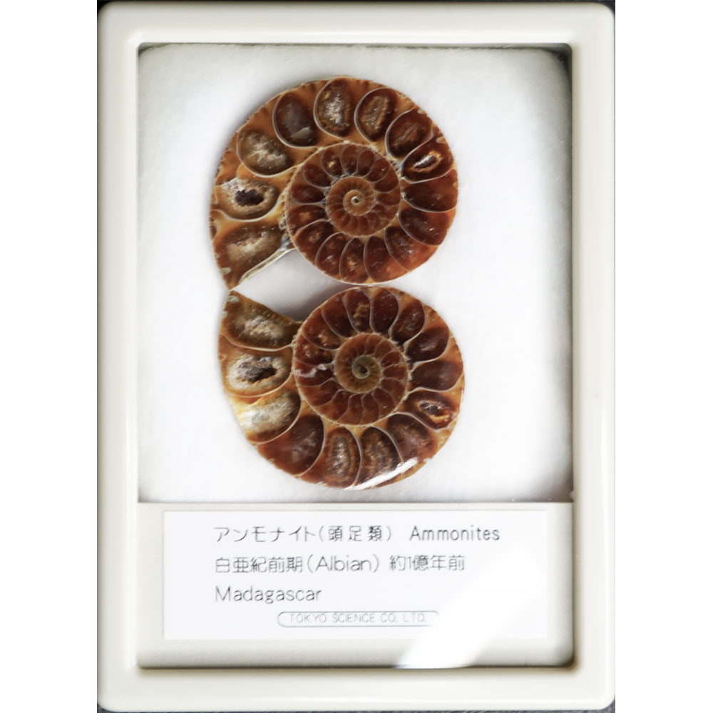 楽天市場】アンモナイト ペリスフィンクテス ケース入り マダガスカル