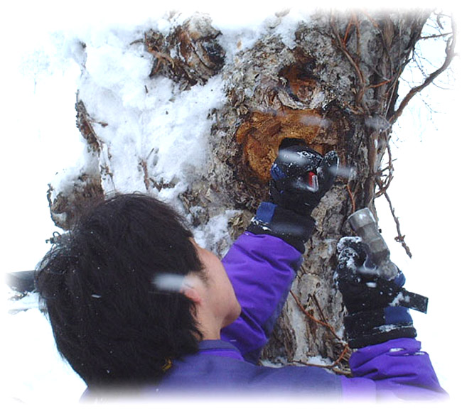 カバノアナタケ茶(3mmカット以下粉砕)200g | 吉粋(きっすい) 北海道