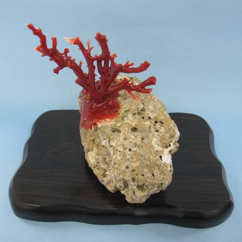 楽天市場】日本・高知沖産血赤珊瑚の拝見 置き物 原木 石付き 置物