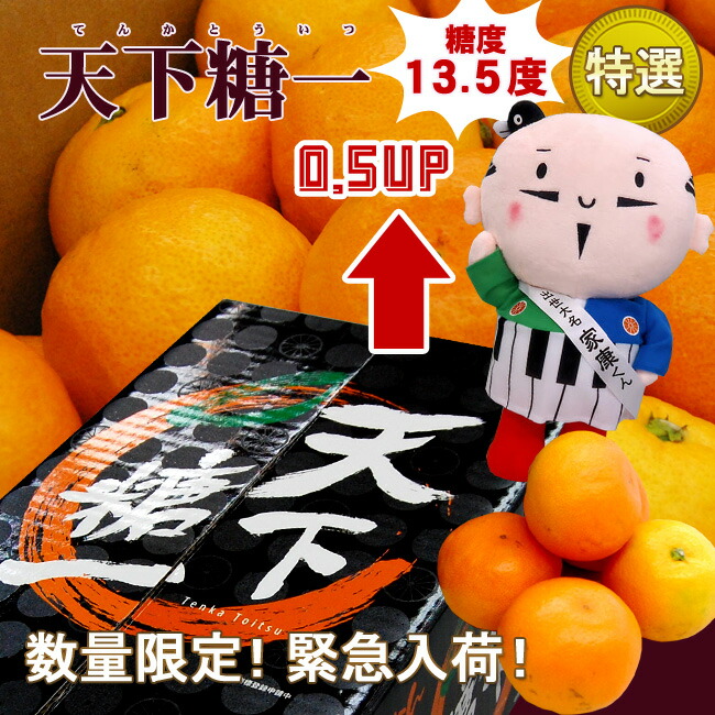 ネット本店】「天下糖一」青島みかん入荷！どうした家康！？｜フルーツ