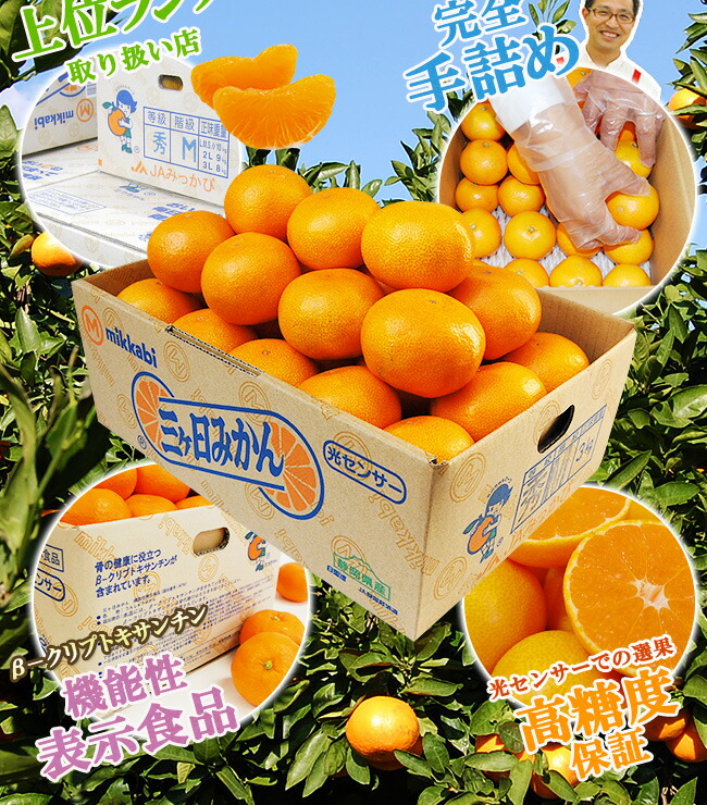 糖度12度 三ヶ日青島みかん【秀品】2Lサイズ 3.5キロ 7キロ | フルーツ