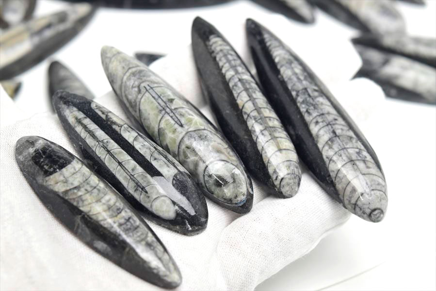 楽天市場】オルソセラス 直角貝 ミニサイズ 化石◇モロッコ産◇種類お