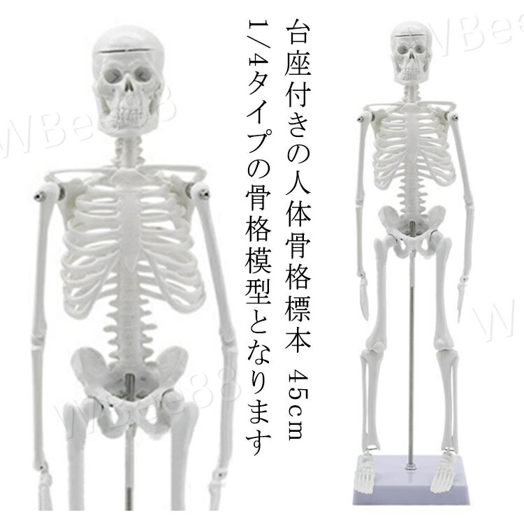 楽天市場】人体模型 45cm 人体骨格模型 骨格標本 稼動 直立 スタンド