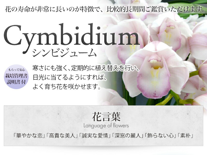 楽天市場】ギフト向け シンビジューム > 限定シンビジューム（マリー